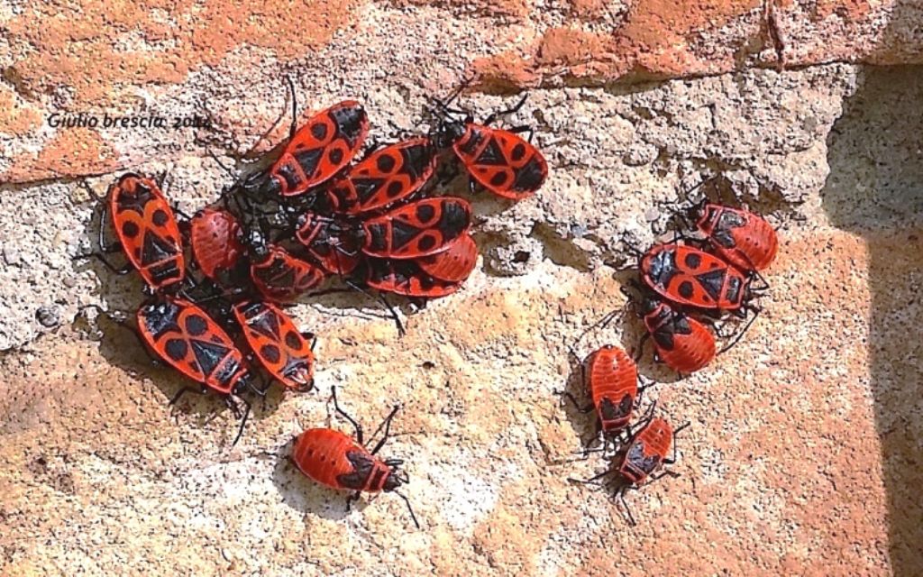 Pentatomomorpha,Pyrrhocoroidea,Pyrrhocoridae